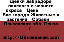 щенки лабрадора палевого и черного окраса › Цена ­ 30 000 - Все города Животные и растения » Собаки   . Пензенская обл.,Пенза г.